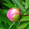 Foto geschlossene Pfingstrosenblüte mit Marienkäfer